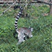 Lemur v zoo Dvorce