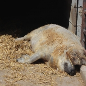 Prasátko mangalica taky