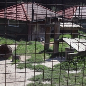 Bílý tygr